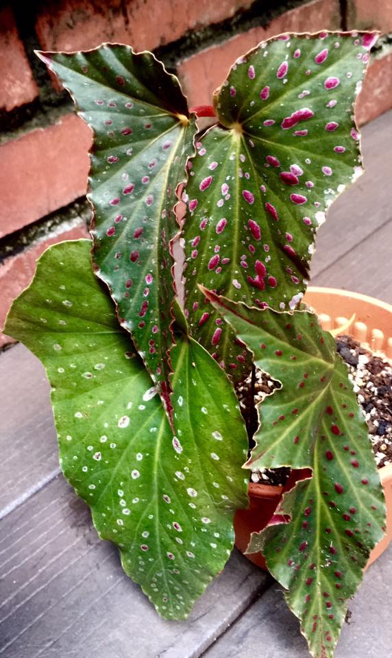 B. ‘Pink Spot Lucerne’